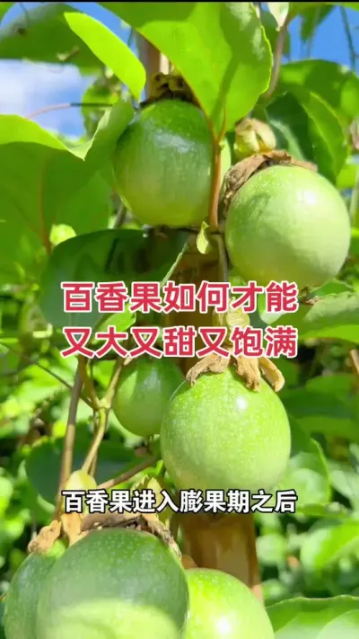 百香果如何才能又大又甜又饱满#百香果 #百香果种植 #百香果种植技术 #黄金百香果 #浩伟方