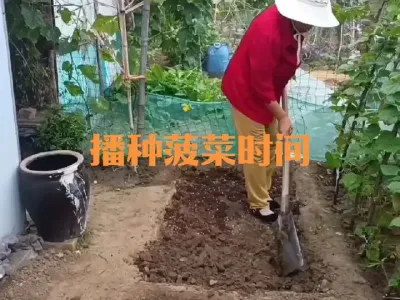 秋季什么时候种菠菜#菠菜
