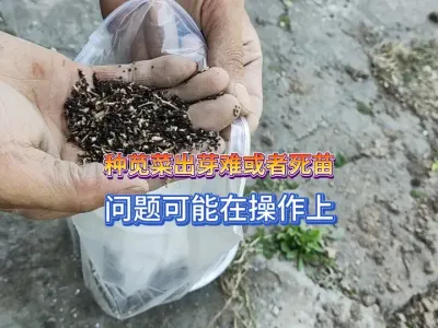种苋菜出芽难或者出芽后出芽后出芽死苗，问题可能是你错误的操作 #三农 #农业种植 #在家种菜 #种植小技巧 #种苋菜 