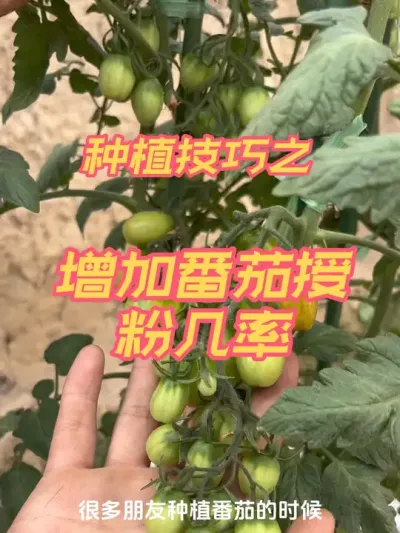 增加番茄授粉几率 番茄到了开花期该如何增加授粉几率呢，番茄开花期该如何管理，这期视频教会你如何管理#关注我一起学种菜 #记录我的种植生活 #西红柿种植技术与管理法 #阳台小院均可种植 #番茄🍅