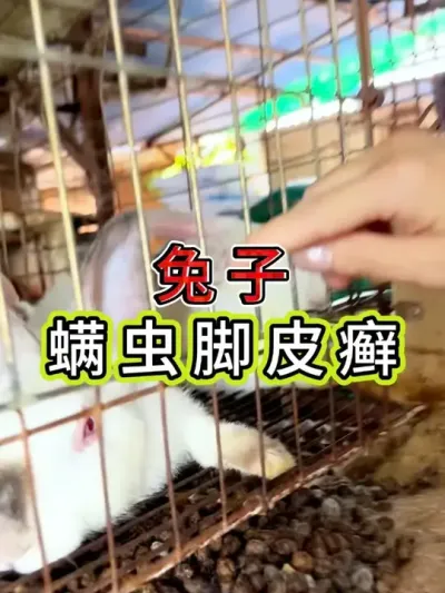 #农村创业养殖 #养兔人 #养殖 #兔子 #抖音助农扶农
