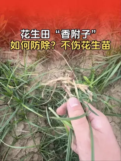 花生田杂草&ldquo;香附子&rdquo;如何安全防除，而且不伤花生苗？#花生高产种植 #花生高产 #花生种植 #分享农业知识帮农民增产增收 #传播农业小知识