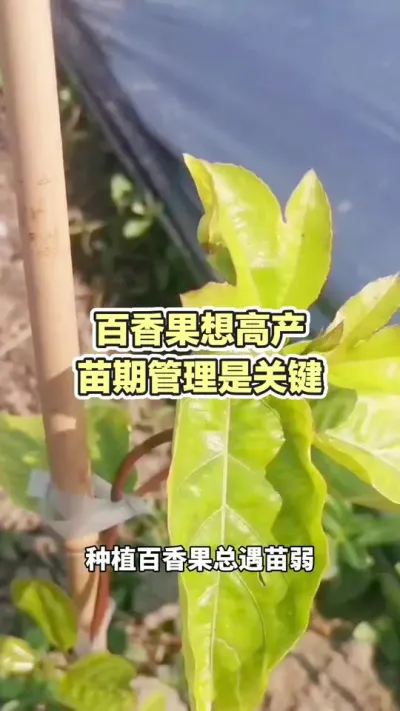 百香果想高产？苗期管理是关键#黄金百香果种植技术 #百香果种植技术 #百香果种植 #黄金百香果 #浩伟方