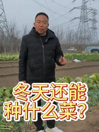 冬天出了萝卜白菜以后，还能种什么菜？ #冬季种植 #蔬菜大棚 ##新农人2024计划 @DOU+小助手