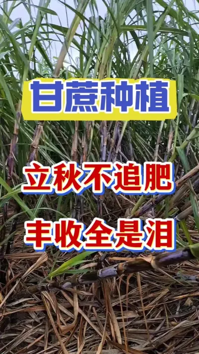 甘蔗壮尾肥是立秋之撒施好还是甘蔗长到七八个节撒施更好，咱们很多老蔗农种了很多年的甘蔗都做错了#甘蔗种植#甘蔗施肥#甘蔗拔节