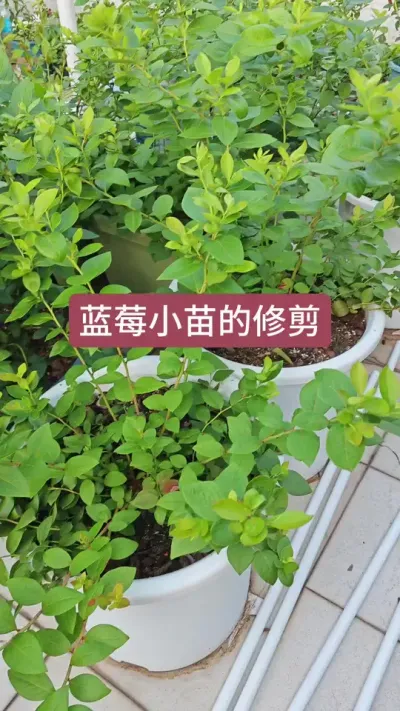 蓝莓结果枝的培养，蓝莓小苗的修剪，蓝莓的种植方法#蓝莓种植 #蓝莓种植技术 #蓝莓苗 #盆栽蓝莓 #蓝莓修剪