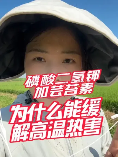 缓解高温热害，磷酸二氢钾➕芸苔素，安全好用，还便宜，三遍都不超过10块钱#分享农业知识帮农民增产增收 #老百姓关心的话题
