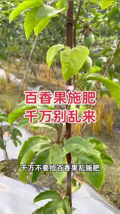 百香果施肥 千万别乱来#百香果 #百香果种植 #百香果种植技术 #黄金百香果 #浩伟方