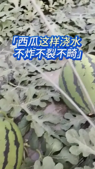 西瓜这样浇水，不炸不裂不畸不水晶 #西瓜 #西瓜种植 #西瓜种植技术 #西瓜管理 #种西瓜