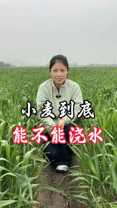 都在纠结要不要浇水，种地是真难##农民的无奈和心酸
