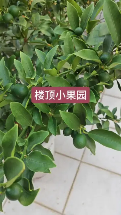 楼顶盆栽种什么好，脆皮金桔种植方法，蓝莓的养护过程#蓝莓种植 #三农种植 #脆皮金桔 #种蓝莓 #楼顶果园