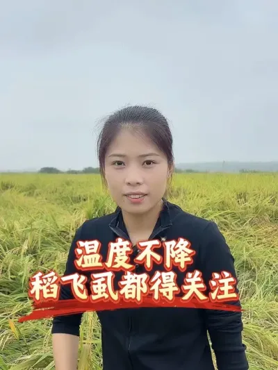 温度不降，稻飞虱仍要关注，一定要及时查治#分享农业知识帮农民增产增收 #老百姓关心的话题