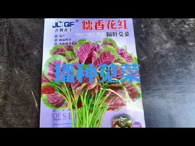 如何播种苋菜#红苋菜