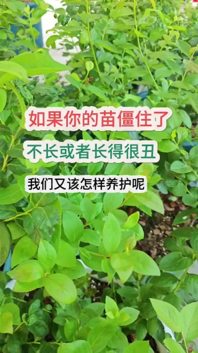 夏天蓝莓僵苗了不长怎么办，怎么养护能够让苗快速的长起来，蓝莓的养护方法#蓝莓养护 #蓝莓种植 #蓝莓施肥 #盆栽蓝莓 #蓝莓苗