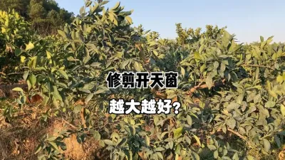 给柑橘修剪，天窗开得越大越好？ #三农 #农业 #柑橘 #修剪 #果树管理 