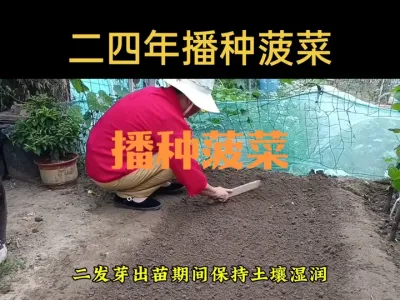 菠菜播种技巧及出苗后管理