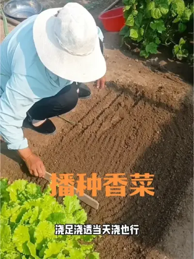 分享一种最简单的播种香菜的方法#夏季播种香菜