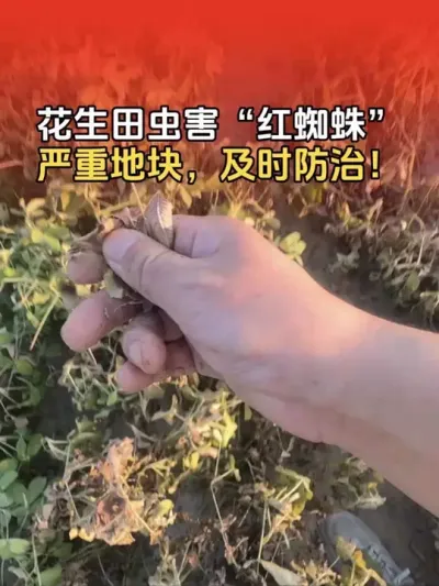 花生田虫害&ldquo;红蜘蛛&rdquo;严重，及时防治，以免导致花生叶片干枯，早衰！#花生高产 #花生高产种植 #花生种植 #花生种植管理技术 #分享农业知识帮农民增产增收