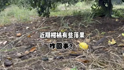 近期有些柑橘树落果是什么原因？ #三农 #果园管理 #柑橘 #吸果夜蛾 #果实蝇 