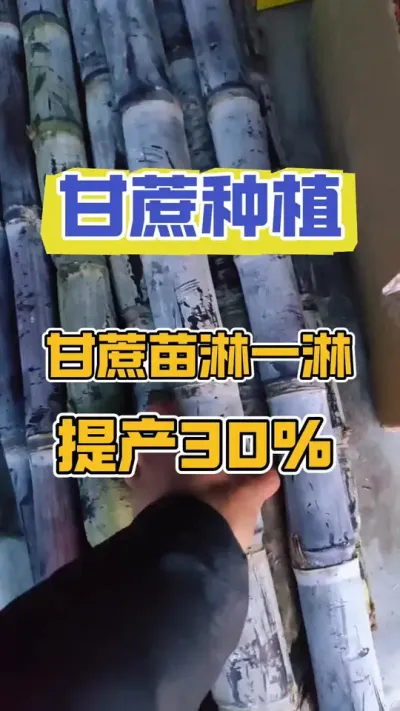 甘蔗种植中常见的三种问题，您一定要注意啦#甘蔗高产#甘蔗施肥方法 #甘蔗种植