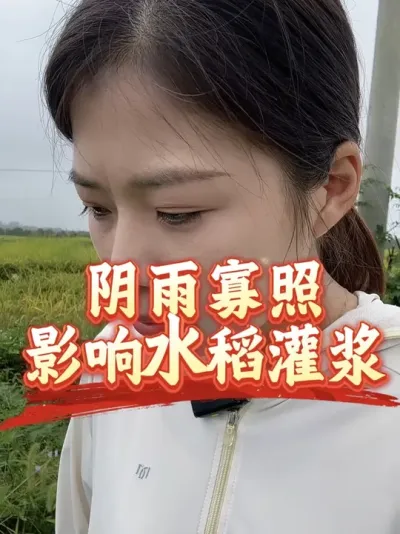 种地真是太难了，水稻灌浆期遇上阴雨寡照，水稻灌浆都可能不饱满#抖音美好丰收节#抖音新农人#星农星乡村#丰收中国2025