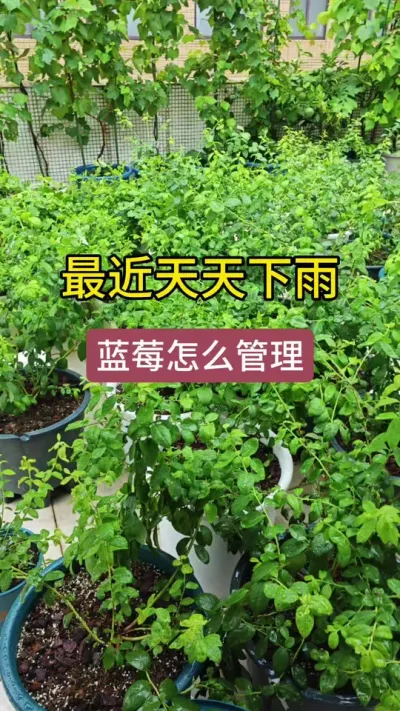 连续下雨蓝莓怎么施肥，蓝莓的施肥方法，蓝莓的养护方法#蓝莓种植 #蓝莓施肥 #蓝莓养护 #盆栽蓝莓 #蓝莓苗