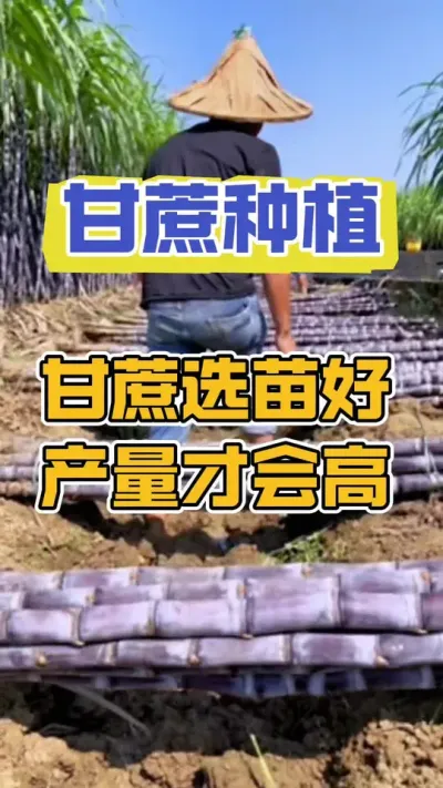 甘蔗选对苗，产量才会高#甘蔗种植 #种植小技巧 #甘蔗施肥方法
