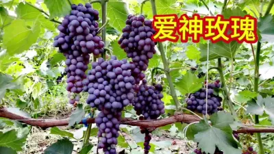 早熟葡萄品种爱神玫瑰！