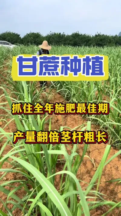 甘蔗全年施肥最佳时期，抓住这三个时期，产量不是问题#甘蔗种植 #甘蔗管理 #甘蔗