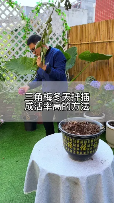 三角梅扦插成活率高的方法 #花卉绿植 #养花 #种植小技巧