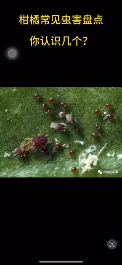 盘点分享柑橘种植中常见的虫害 #三农 #农业种植 #柑橘种植 #病虫害 