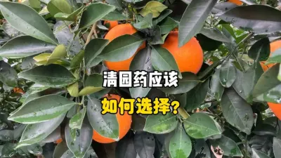 柑橘采果后，清园药如何选择？ #三农种植 #农业技术 #清园 #柑橘种植 #果树管理 
