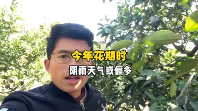 今年春梢花蕾现蕾期阴雨天气可能会偏多 #三农 #农业种植 #柑橘种植 #果树管理 #老黑讲柑橘 