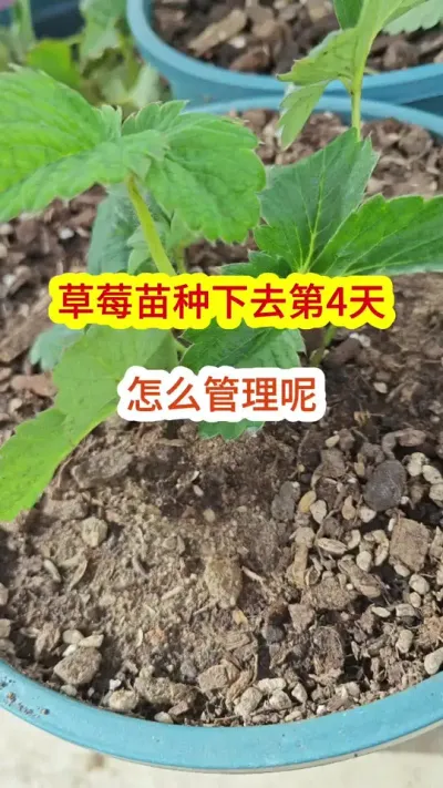 新手种草莓怎么养护，草莓的种植方法，草莓的养护过程#草莓种植 #种草莓 #草莓苗 #盆栽草莓 #草莓种植方法