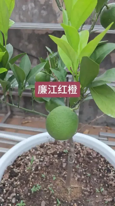 盆栽果树的种植，楼顶种果树，果树的种植方法，果树的养护过程#果树盆栽 #三农种植 #家庭种植 #廉江红橙  #红江橙