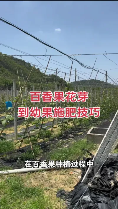 百香果花芽到幼果施肥技巧#百香果种植 #百香果种植技术 #钦蜜9号百香果 #百香果 #浩伟方