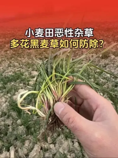 小麦田里的恶性杂草，多花黑麦草如何防除？#小麦 #小麦除草剂 #小麦除草 #小麦种植