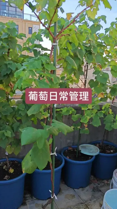 葡萄的日常管理，葡萄的养护过程，新手怎么种葡萄#葡萄种植 #种葡萄 #葡萄管理 #盆栽葡萄 #葡萄苗