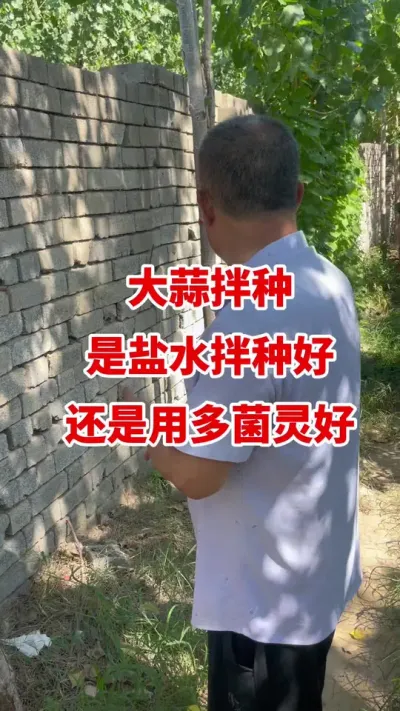 大蒜拌种是盐水拌种好还是用多菌灵好#大蒜拌种 #大蒜种植 #大蒜种植技术 #大蒜高产