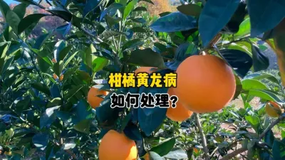 柑橘果园很偏僻的，黄龙病一定要及时发现及时砍除 #三农 #农业种植 #柑橘种植 #黄龙病 #木虱 