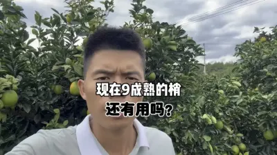 现在柑橘9成熟的梢留着还有用吗？ #三农 #果园管理 #农业 #柑橘 #花芽分化 