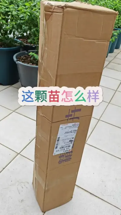 无花果树苗#果树盆栽 #庭院花卉 #无花果种植 #无花果 #无花果树苗