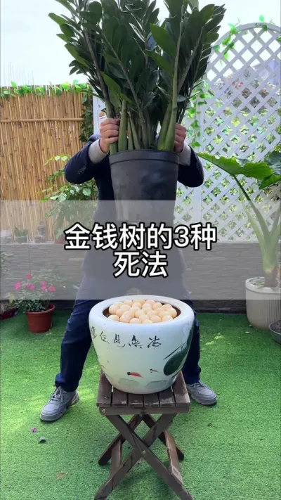 金钱树的三种死法，看你是那一种#花卉绿植 #养花 #种植小技巧