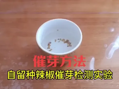 分享一种蔬菜（辣椒）种子催芽发芽非常快的方法#催芽
