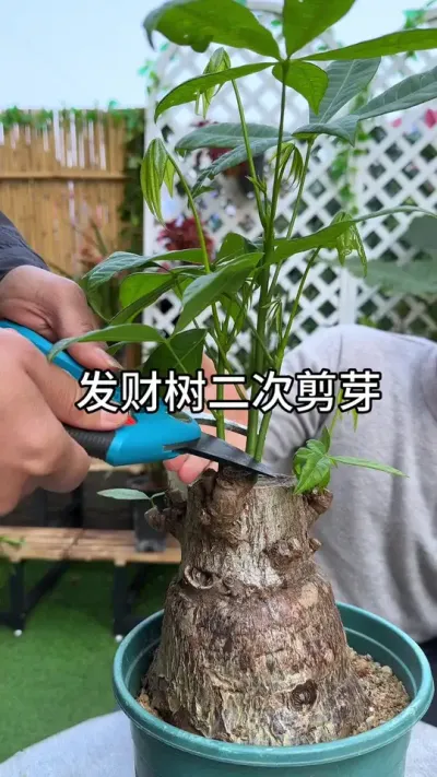 发财树长新芽少，你就给他剪掉 #花卉绿植