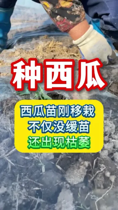 啥情况？西瓜苗刚移栽，不仅没缓苗，还出现枯萎 #西瓜种植技术 #西瓜种植 #种西瓜 #西瓜管理 #大棚西瓜种植技术