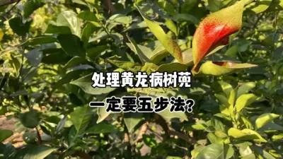 处理柑橘黄龙病树蔸，可以不用五步法吗？ #农业 #柑橘种植 #果树管理 #三农 #黄龙病 