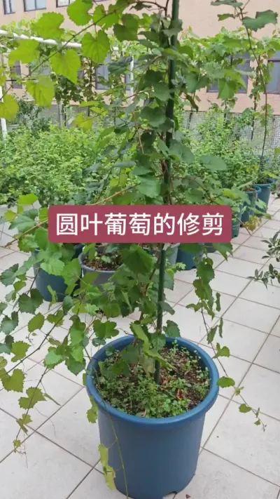 圆叶葡萄的种植方法，葡萄的养护过程，葡萄怎么修剪#葡萄种植 #种葡萄 #葡萄修剪 #盆栽葡萄 #葡萄苗