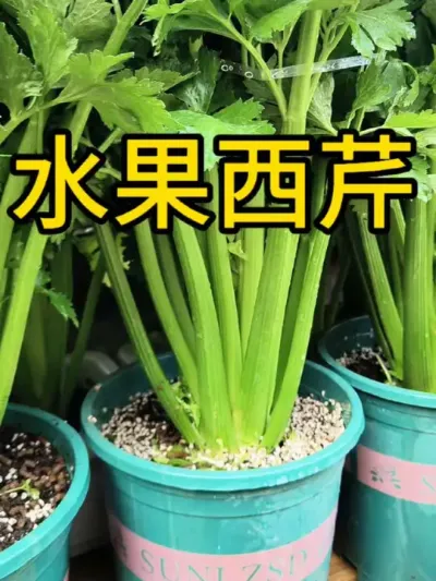 #三农 #农业种植 #西芹 盆栽水果西芹