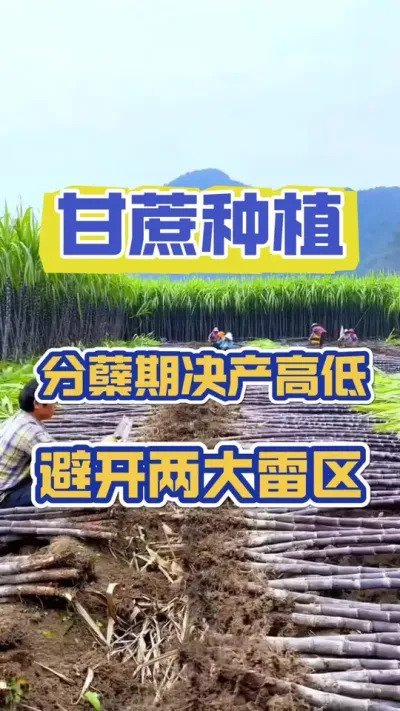 甘蔗分蘖幼苗期两大雷区，千万要避开#甘蔗种植 #甘蔗 #甘蔗施肥方法 #甘蔗高产